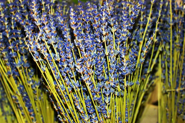 Gedroogde lavendel in een mand — Stockfoto