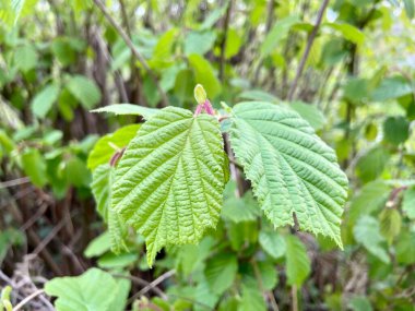 Ortak bir fındıkta yeşil yapraklar