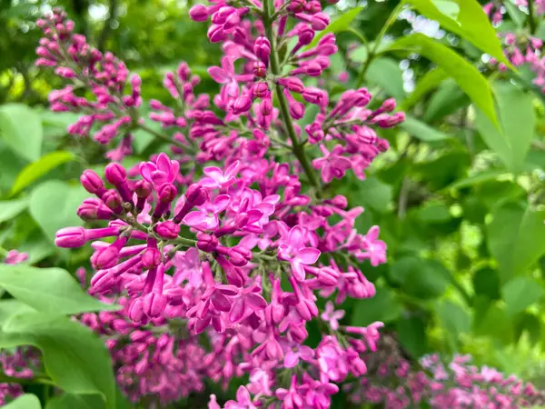 Blooming Lilac Branch Green Leaves — Stock Photo, Image