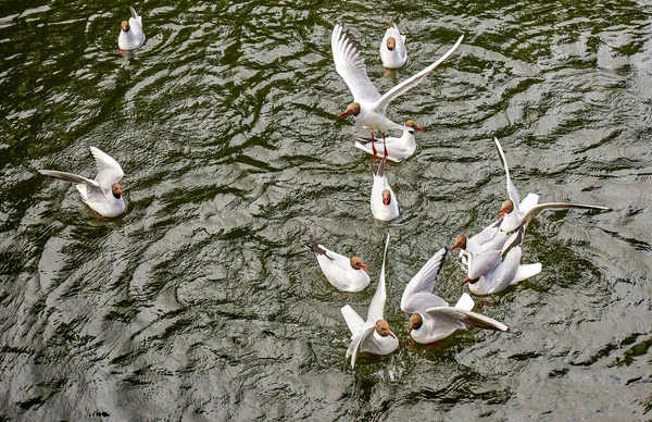 Utfodring av flockar av vitmåsfåglar — Stockfoto