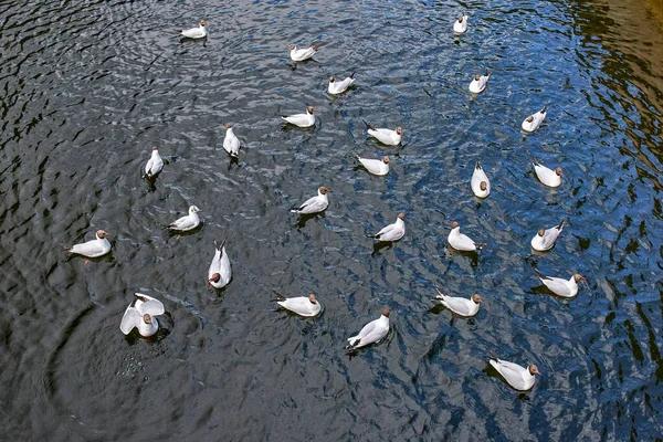 Utfodring av flockar av vitmåsfåglar — Stockfoto