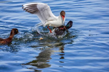 Fighting of flying seagull and swimming duck on blue water