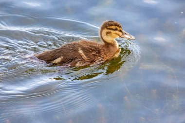Güneşli bir günde yüzen genç ördekler
