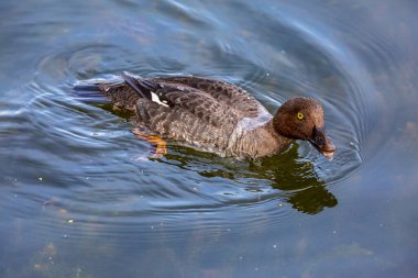 Güneşli bir günde yüzen genç ördekler
