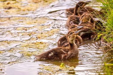 Yaz bataklığında tüylü yavru ördekler