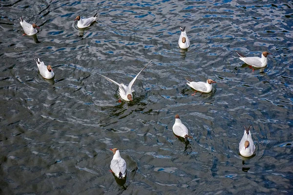 Utfodring av flockar av vitmåsfåglar — Stockfoto