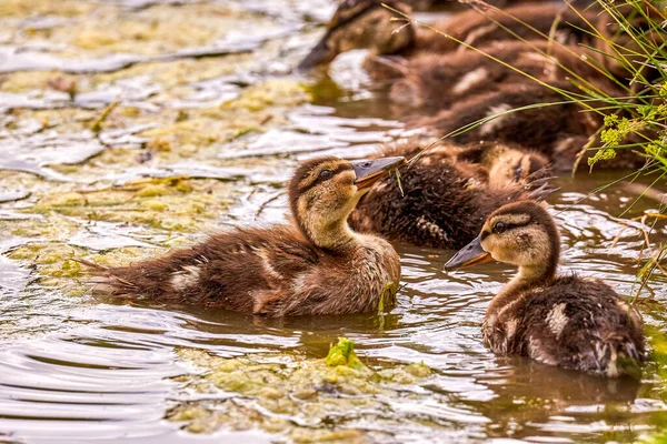 Fluffy baby ducks in summer swamp — Stock Photo, Image