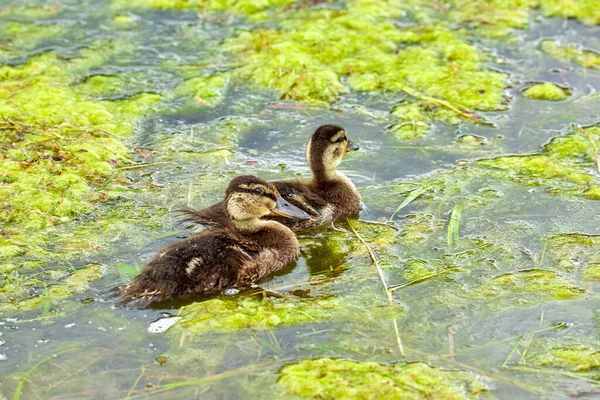 Fluffy baby ducks in summer swamp — Stock Photo, Image