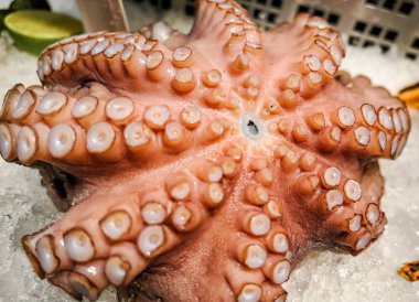Raw ocean octopus meat on cold white ice pieces