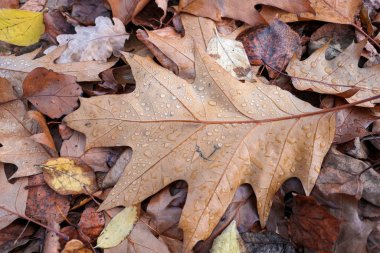 Oak tree leaf with water drops on land in autumn