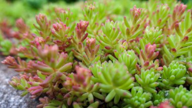 Kuru, güneşli yosun taşları üzerinde vahşi pembe sulu bitkiler.