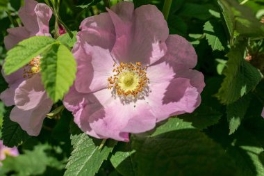 Köpeğin parlak güneş ışığı altında gülü 