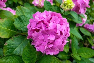 Large pink hydrangea flowers on summer streets 