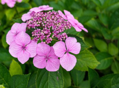 Large pink hydrangea flowers on summer streets 