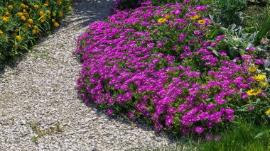 Delosperma Cooi Soçi 'de pembe güneşli çiçekler