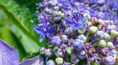 Büyük böcek, güneşli yaz gününde mavi küçük çiçek çalılarının üzerinde.