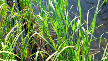 Bataklığın karanlık sularının yakınında yeşil, güneşli çimenler.