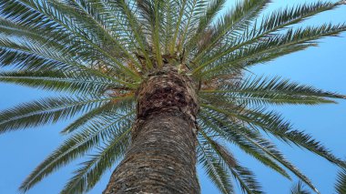 Karadeniz sahilinde, mavi gökyüzünün altındaki yeşil, güneşli palmiye ağacı. 