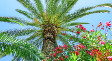 Karadeniz sahilinde, mavi gökyüzünün altındaki yeşil, güneşli palmiye ağacı. 