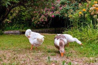 Çiçek açan yaz bahçesinde yeşil çimlerin üzerinde yağlı kazlar