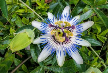 Passiflora tropikal çiçeği. Yaklaş.