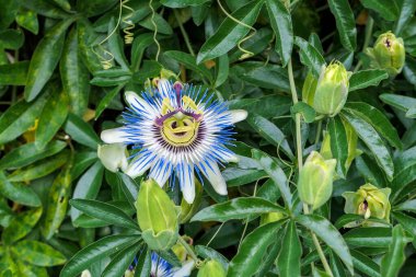 Passiflora tropikal çiçeği. Yaklaş.