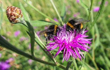 Güneşli, mor devedikeni çiçeği ve büyük, şişman, yaban arıları yaklaşıyor. 