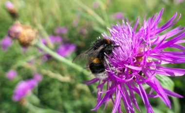 Güneşli, mor devedikeni çiçeği ve büyük, şişman, yaban arıları yaklaşıyor. 