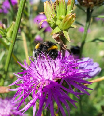 Güneşli, mor devedikeni çiçeği ve büyük, şişman, yaban arıları yaklaşıyor. 