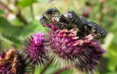 Güneşli mor devedikeni çiçekleri ve büyük şişman böcekleri var. 
