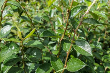 Taze bitki yaprakları üzerinde küçük yeşil yusufçuk