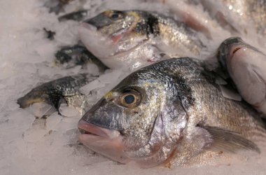 Piyasadaki buz parçalarında çiğ taze balık.