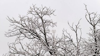 Kazanan çıplak ağaç dalları olan ünlü Rus üniversitesi