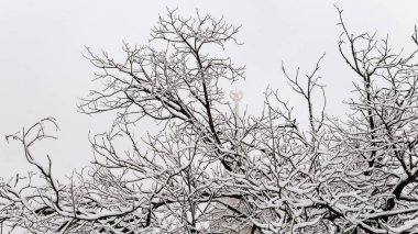 Kazanan çıplak ağaç dalları olan ünlü Rus üniversitesi