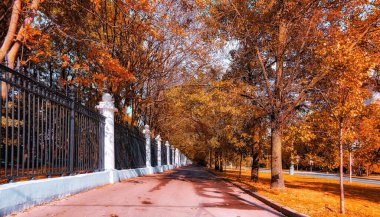 Autumn alley of golden sunny trees  with white and black fences 