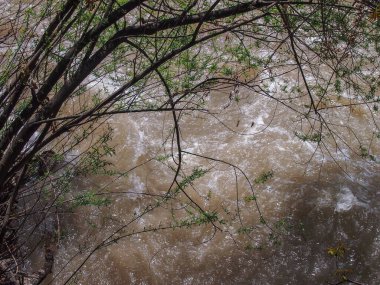 Ağaç dalları ve gölgeleri güneşli olan vahşi, kirli bir nehir.