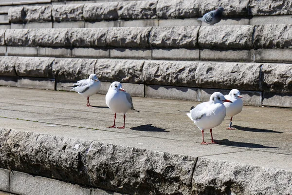 White seagulls on sunny stone staircase of Sumida riverbank in T — Stockfoto