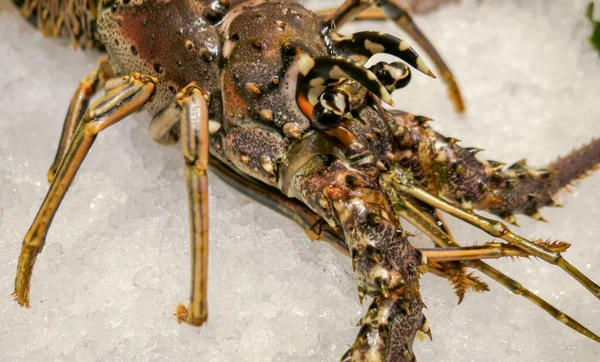 Large atlantic lobster on cold ice — Stok fotoğraf