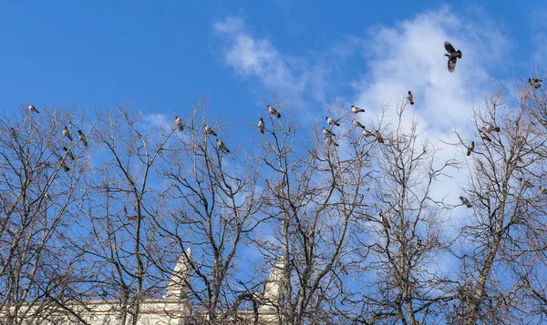 Crow flock on top of naked sunny tree branches — Stok fotoğraf