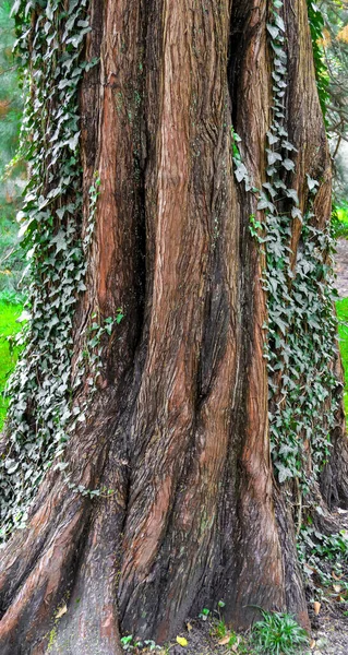 Evergreen tree in summer city park — Stock Photo, Image