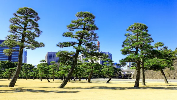 Tree open park field in sunny spring Tokyo — 图库照片