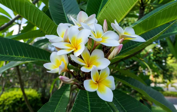 White yellow plumeria flowers on background of green leaves in s — Stock fotografie