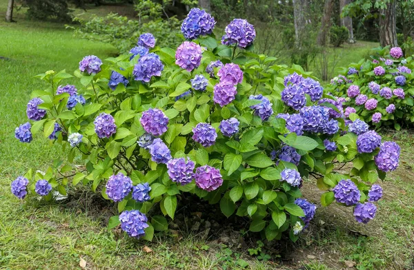 Büyük mavi ortanca çiçekleri yaz sokaklarında — Stok fotoğraf