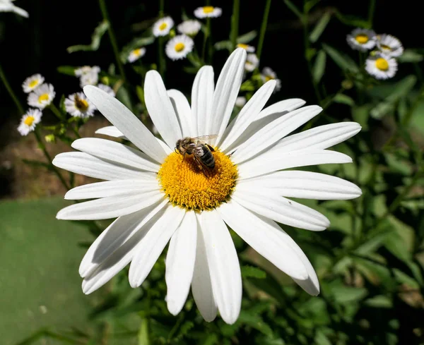 Flores de margarita soleadas con insectos de jardín — Foto de Stock