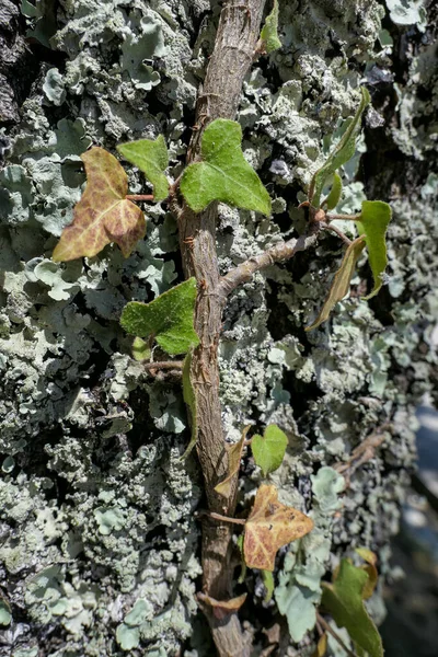 Zielone słoneczne pełzające liście roślin na pnia pnia drzewa z mos — Zdjęcie stockowe