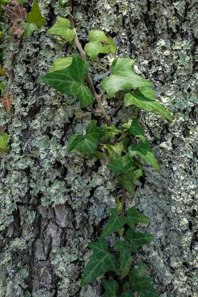 Verde ensolarado rastejando folhas de plantas no tronco da árvore do caule com mos — Fotografia de Stock
