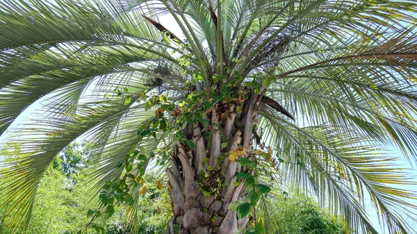 Tropisk palm — Stockfoto