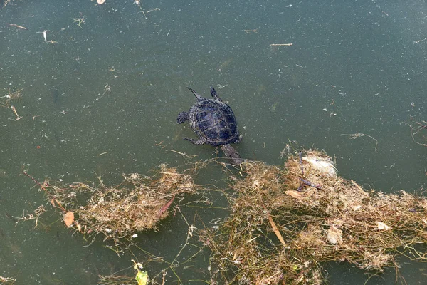 Single turtle in dirty pool