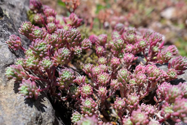 Plantes succulentes sur des pierres sèches de mousse ensoleillée — Photo