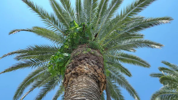 Groene zonnige palmboom onder blauwe hemel op Zwarte Zee strand — Stockfoto